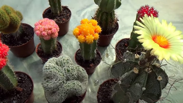 Pichľavé kaktusy: Chcete, aby vám zakvitli? Zaštepte ich