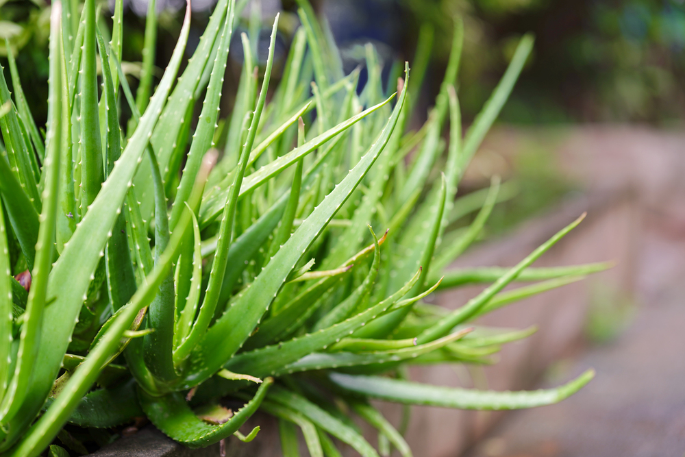 Aloe vera rastúce vonku v záhrade