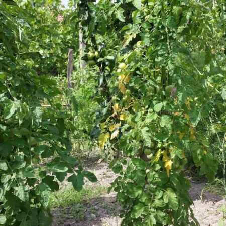 škvrny na paradajkách