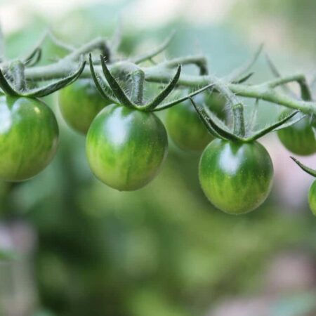 ako pripraviť zelené paradajky