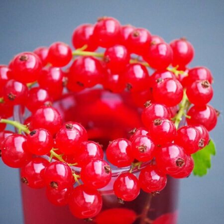 recept na ríbezľový sirup