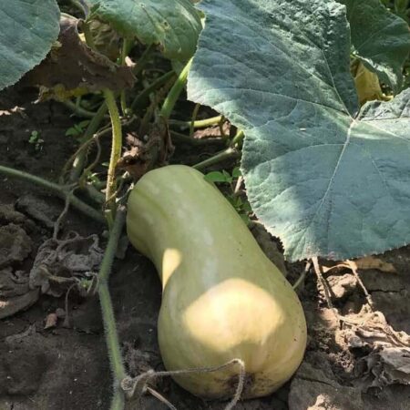 Neviete, čo s tekvicou? Urobte si tekvicový šalát