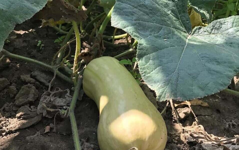 Neviete, čo s tekvicou? Urobte si tekvicový šalát