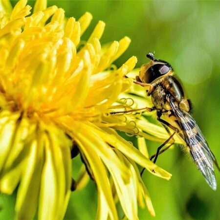 rastliny bojujúce proti hmyzu