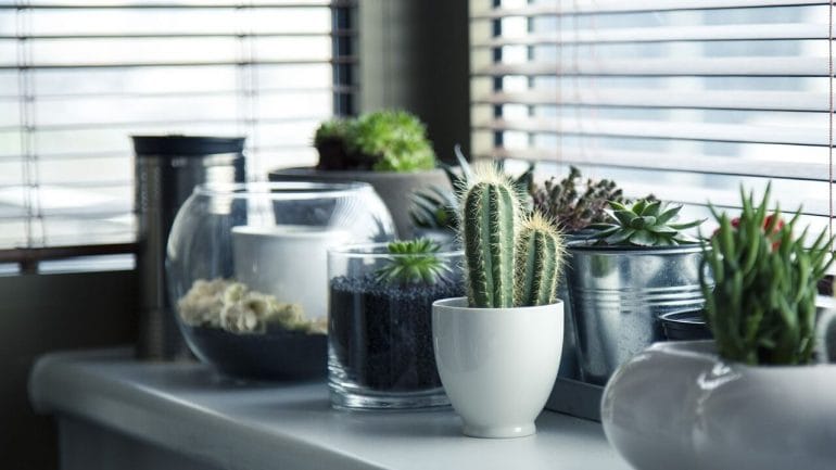 Izbové rastliny dokážu prečistiť vzduch v dome