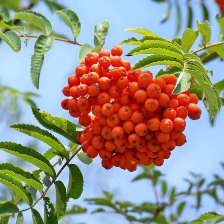 Ako sa robí jarabinový rôsol