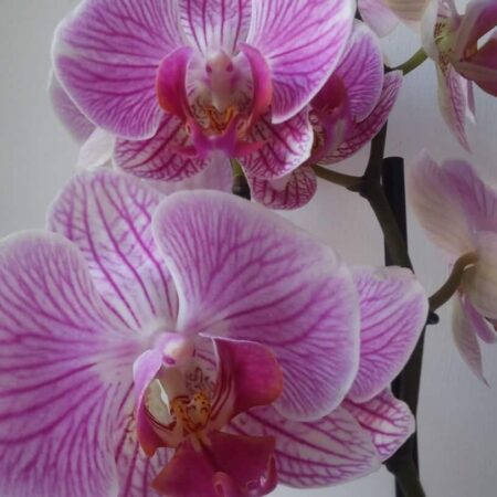 Rozmnožovanie orchidey a brečtanu