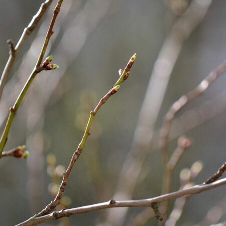 Zmladzovanie starých ovocných stromov