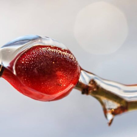 Ako sa robí šípkový sirup