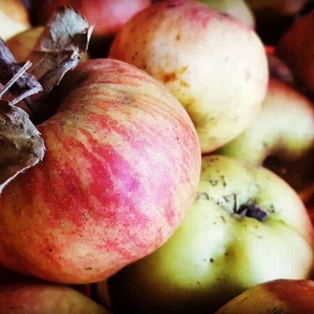 Moniliniová hniloba napáda jablká