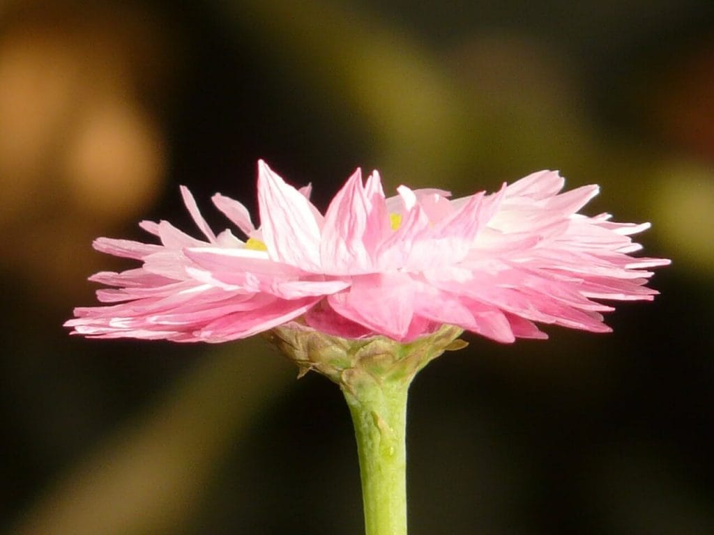 Slamihovka sušené kvety