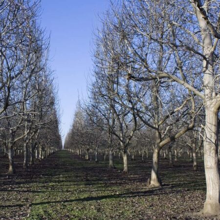 Ako rezať ovocné stromy? Existujú 4 spôsoby