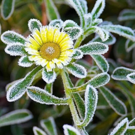 ako uchovať rastliny pred mrazom