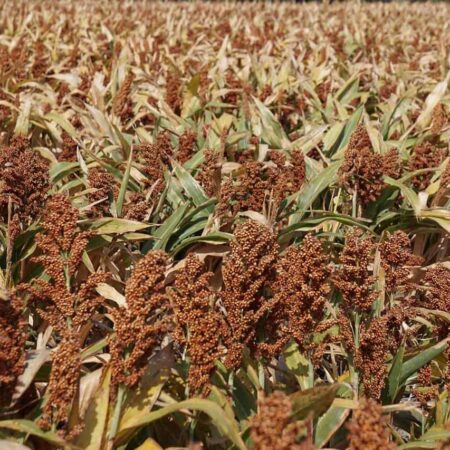 Cirok a jeho prospech pre naše zdravie.