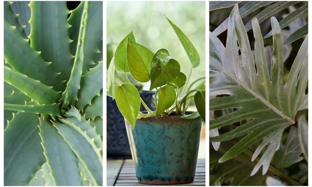 Zoznam izbových rastlín