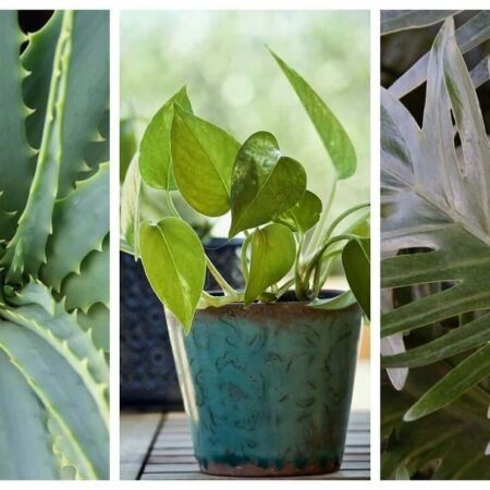 Zoznam izbových rastlín