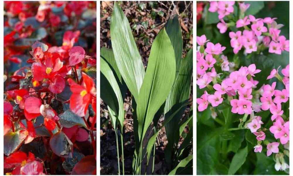 Zoznam izbových rastlín