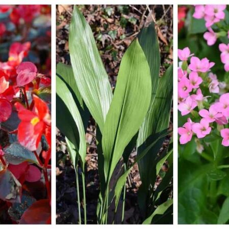 Zoznam izbových rastlín