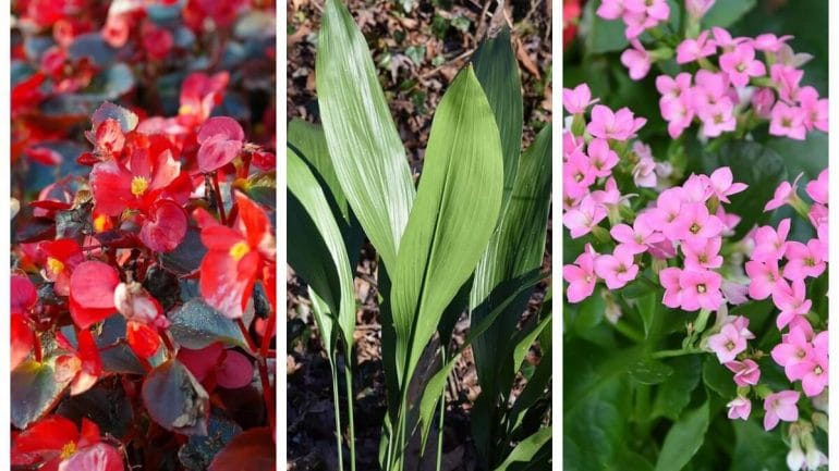 20 krásnych izbových rastlín, ktoré vyžadujú málo starostlivosti, časť druhá