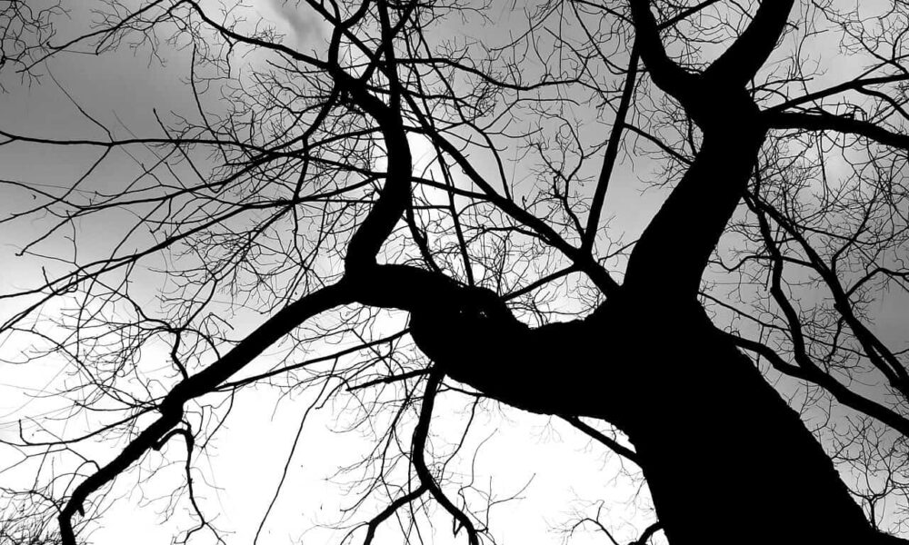 stromy majú úžasnú energiu