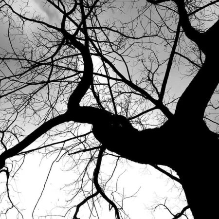 stromy majú úžasnú energiu