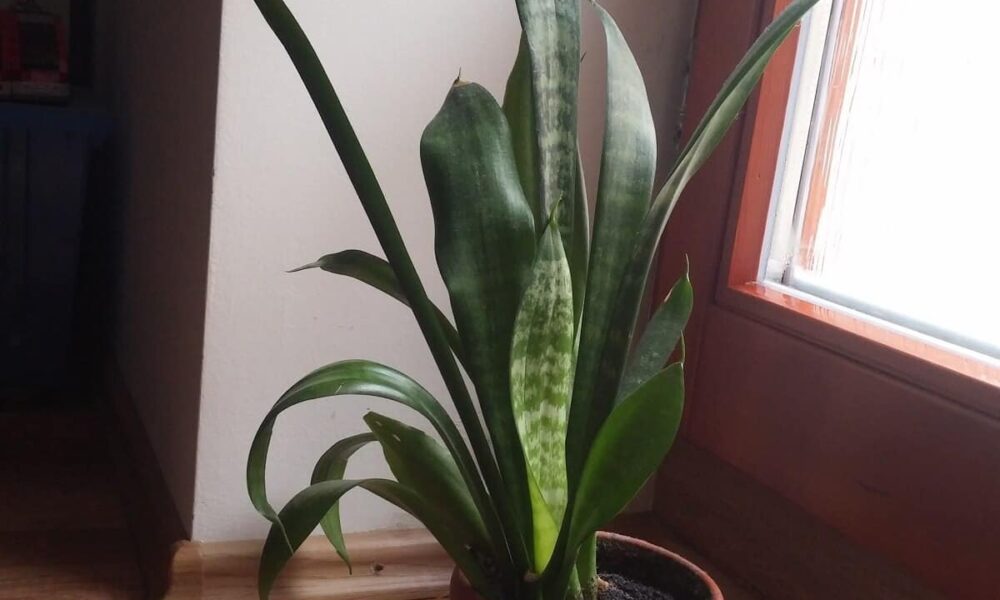 izbové rastliny sú najúčinnejšie pri čistení vzduchu