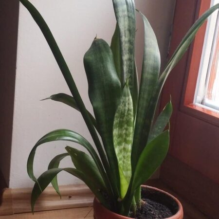 izbové rastliny sú najúčinnejšie pri čistení vzduchu