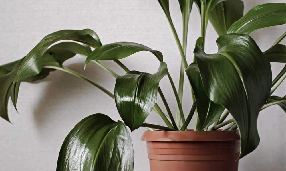 Aspidistra vyššia izbová rastlina v črepníku v interiéri