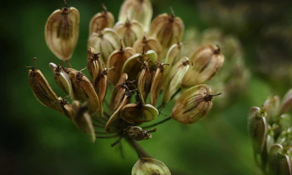 prehľad liečivých byliniek