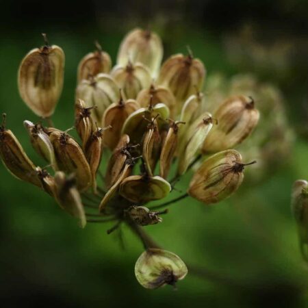prehľad liečivých byliniek