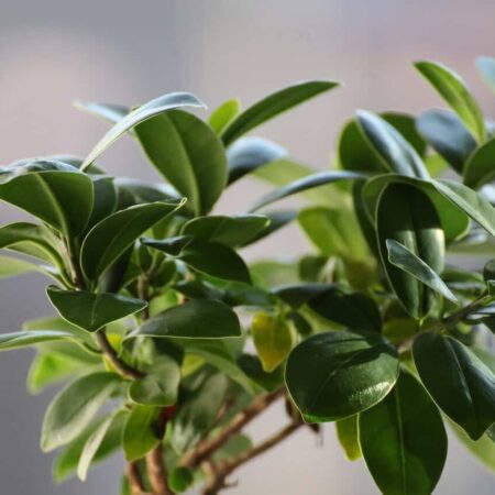 Figovník kaučukový – aké chyby robíme pri jeho pestovaní?