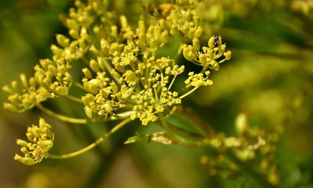 40 byliniek, ktoré urobia vašu stravu zdravšou, časť siedma