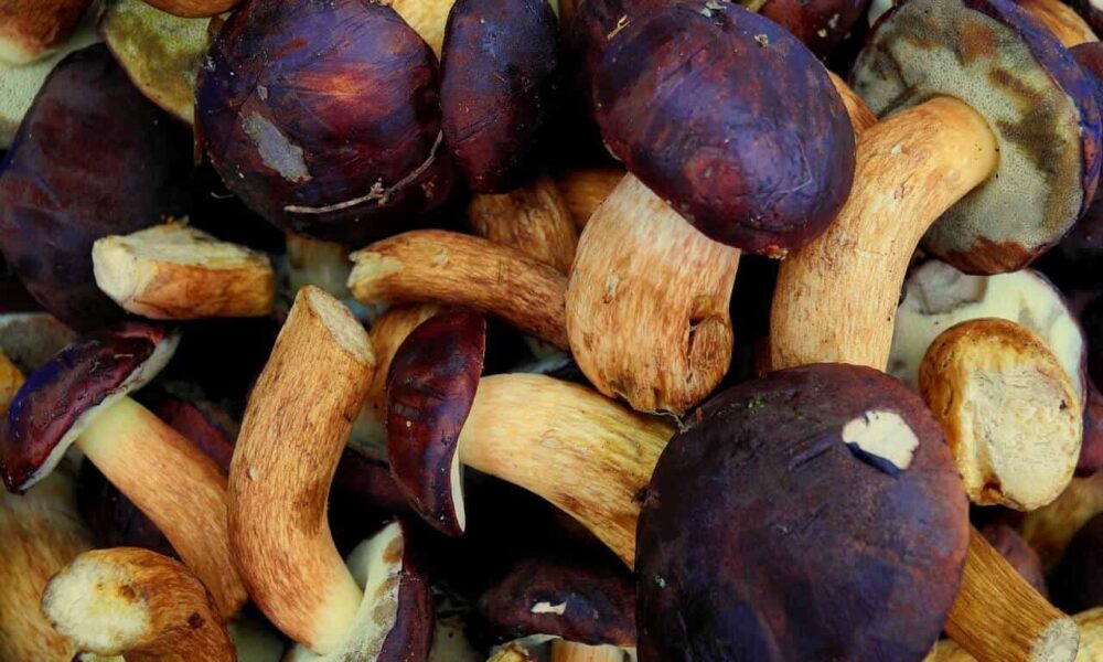 recept na hríbový šalát