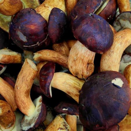 recept na hríbový šalát