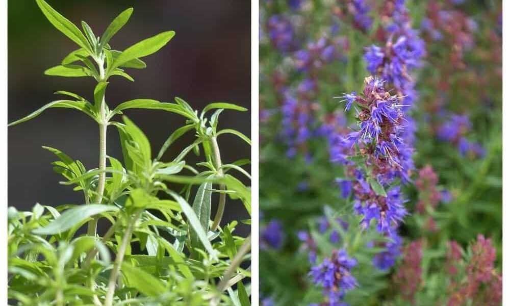 40 byliniek, ktoré zlepšia vašu stravu