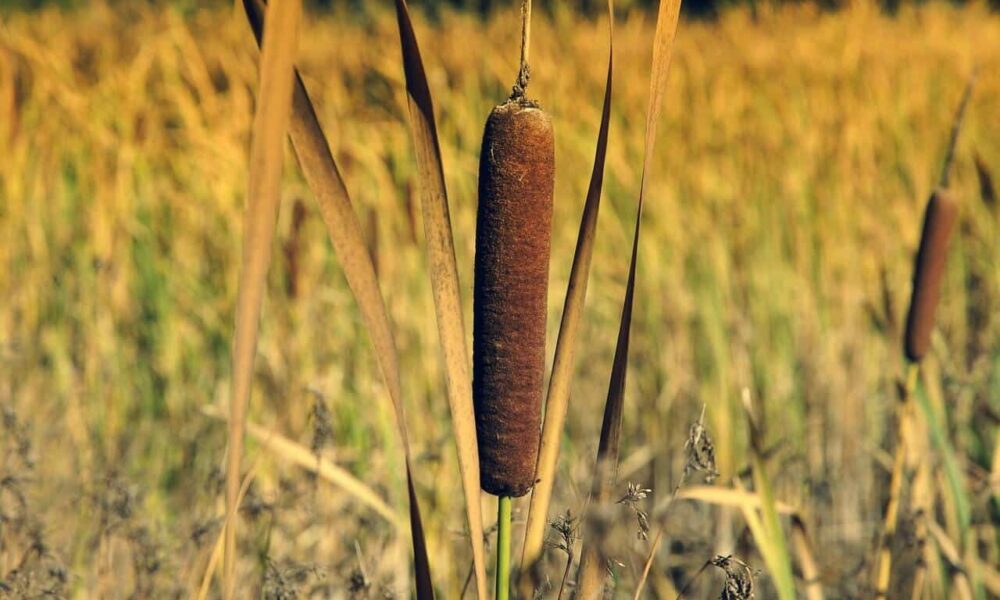40 byliniek, ktoré skvele dochutia jedlá, č. 8