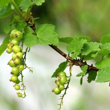 3 fatálne chyby, ktoré robíme pri reze ovocných kríkov