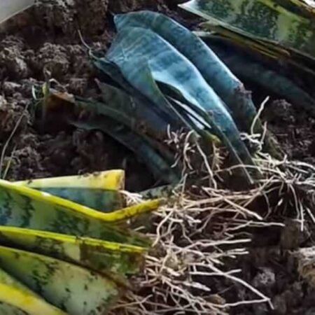 Listové odrezky svokrinho jazyka (Sansevieria) pripravené na zasadenie v kvetináči s pôdou.