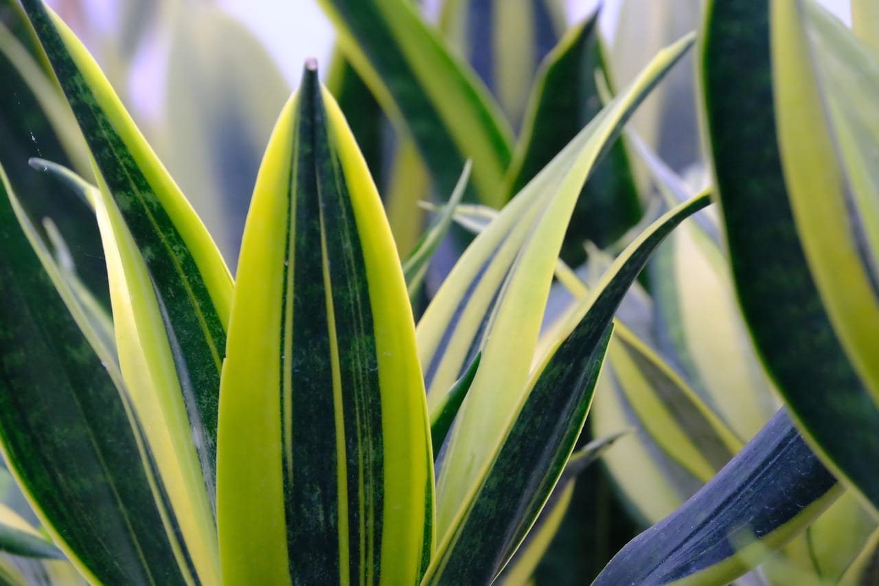 Záber na svokrin jazyk (Sansevieria) s výraznými zelenými a žltými listami.