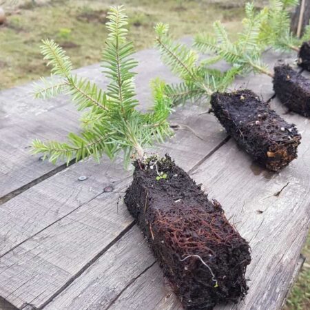 Láka vás vypestovať si vlastný vianočný stromček? Teraz je ten správny čas