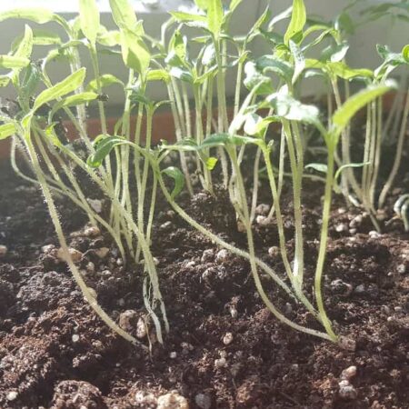 paradajky - sadenice