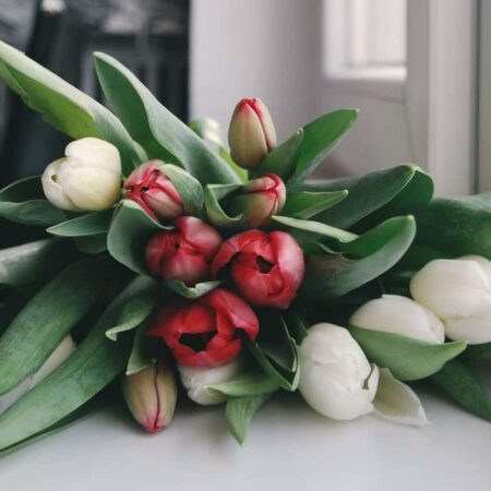 aby tulipány dlhšie vydržali