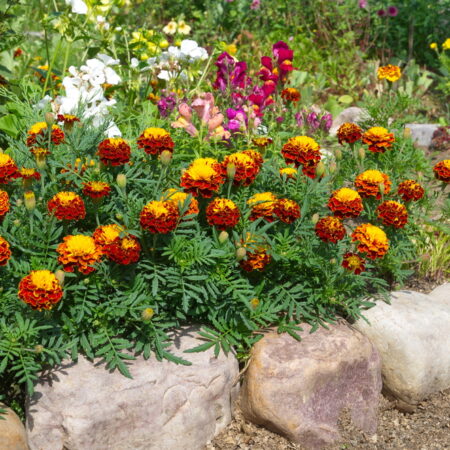 Medzi bylinky proti škodcom patrí aksamietnica.