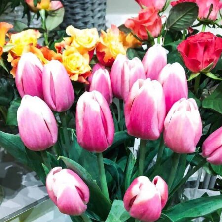 Ruža alebo karafiát