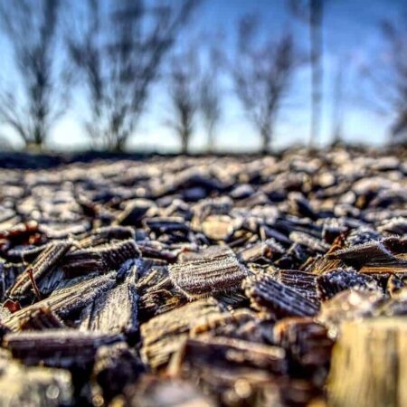 mulčovanie trvaliek