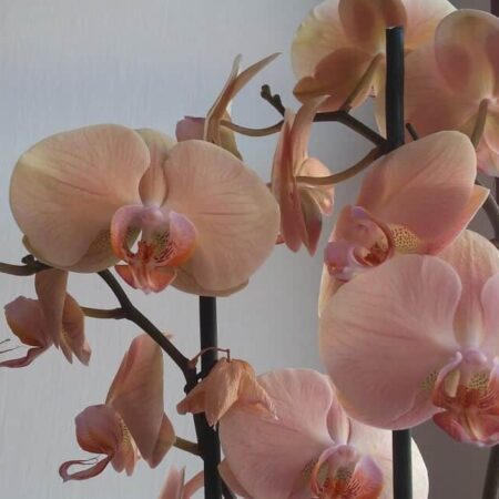 Čarovná orchidea: Krok za krokom, ako ju pestovať