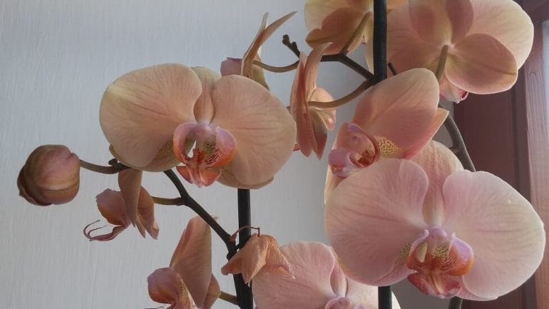 Čarovná orchidea: Krok za krokom, ako ju pestovať