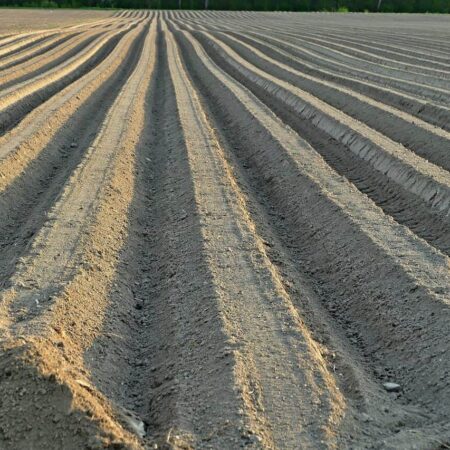 ako založiť záhradu