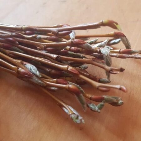 Veľká noc je za dverami: Nevyhadzujte zo záhrady vŕbové prútie a vetvičky!