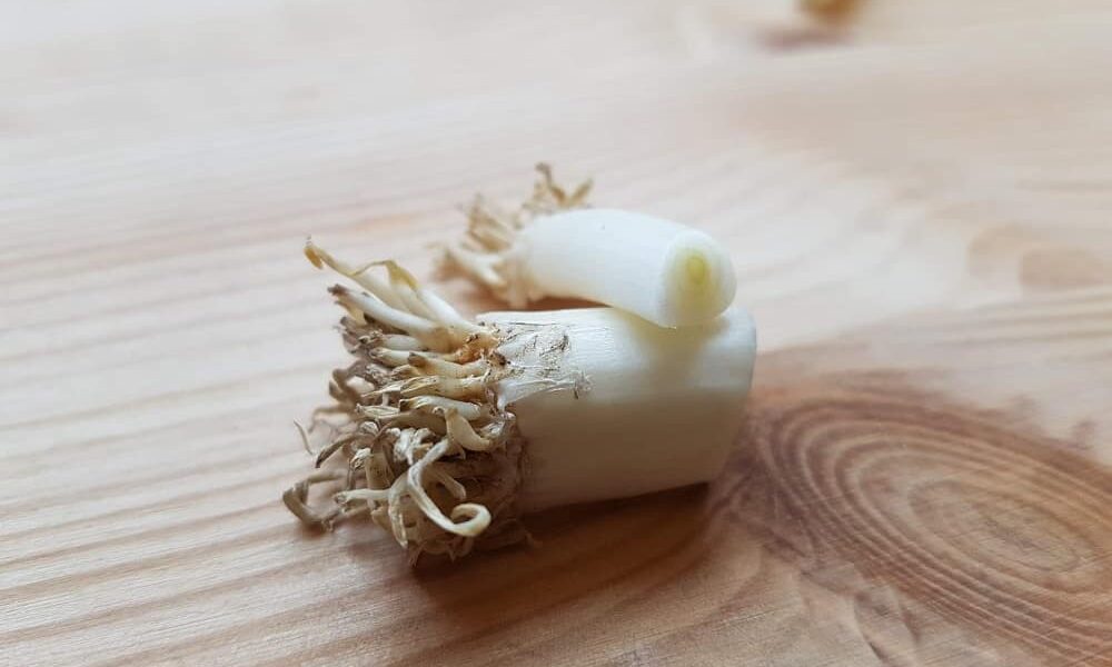 Už si nikdy nemusíte kupovať jarnú cibuľku z obchodu